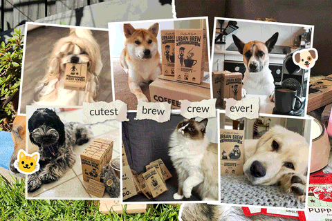 Your Morning Brew Just Got Cuter ☕🐶